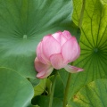 ハスの花！２