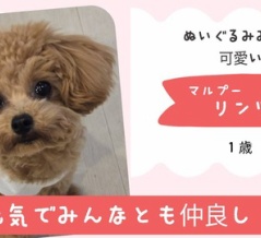 里親募集中のリンツ君の動画