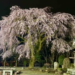 女流尺八奏者・金子朋沐枝のうらうら活動日記♪