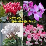 田舎記者の手帳