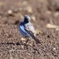 令和6(2024)年3月27日の鳥さん Vol.1　国分川で野鳥の観察･撮影 カワセミが結構登場!!ジョウビタキのメスも現る!!魚の坂上りを見た!!