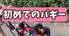 ドッグランに行きましたが…