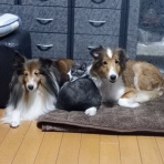 ボルゾイな生活