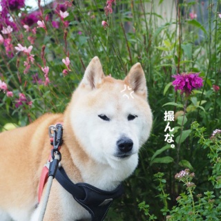 湘南凸凹柴WAN日記
