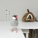 ハト胸アターーーック！