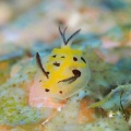 6月12日　テヌウニシキウミウシ