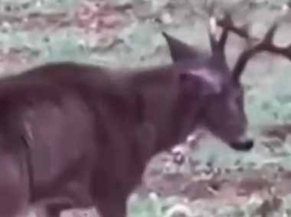 １頭の鹿がヨタヨタしながら歩いてきた。ケガでもしているのかな？ → 違いました…