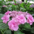 大慈寺の紫陽花　2