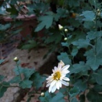 blog：自然と四季を楽しむ