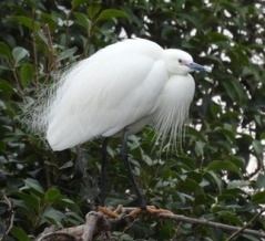 2026年3月25日の野鳥公園