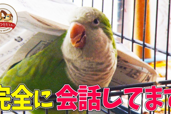 Youtubeどうぶつ動画まとめch インコ