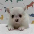 新しいわんちゃんの紹介です🐶