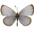 ハマヤマトシジミ♂ (タイ) Zizeeria karsandra karsandra