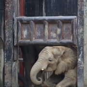 媛ちゃんの19歳のお誕生会♪ (2)