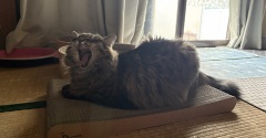 爪研ぎの上が好きなマロちゃん