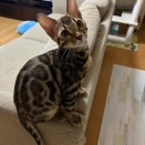 ボール