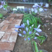 ������ʢ��Ω��