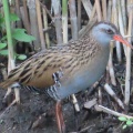 クイナの蔵出し画像14🦜（多々良沼公園）