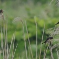 2026年6月14日の野鳥公園