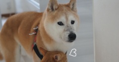 ベテラン犬の技？