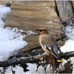 おとめちっくな夢もよう