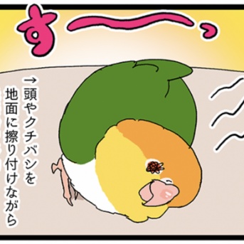 何だその動きは！シロハラインコ！🦜