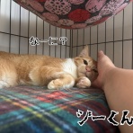 猫とお酒と日々のこと