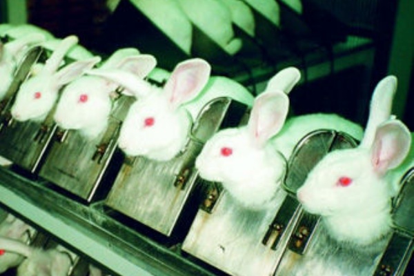 資生堂が動物実験廃止 O 生活クラブ浦和東hp 管理人2号 資生堂が動物実験廃止 O 生活クラブ浦和東hp 管理人2号