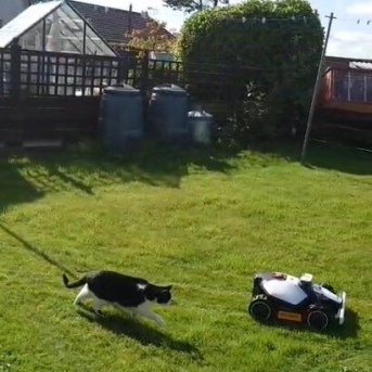 ◎日曜のにゃんこ548◎