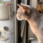 虫さんの季節と、ねこ