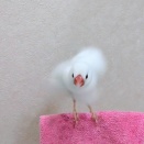 朝風呂を要求する文鳥