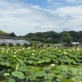 唐比ハス園、愛野のひまわり開花状況 2026.06.28（諫早市森山町ほか）
