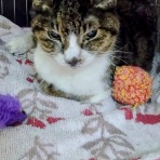 公園のネコたち