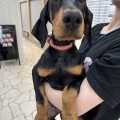 仔犬紹介