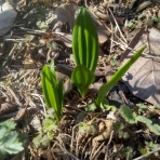 いつも居留守の　在氣呂（imasu_kero）のblog