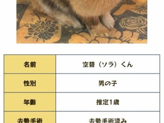 うさぎさんの里親様募集中です。😄👌🐰