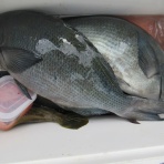 濱田渡船 愛媛県宇和島市 御五神