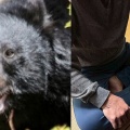 【驚愕】クマをボコボコにして返り討ち