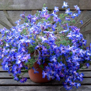 Alex's Garden Party♪