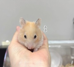 今日のプリン(11/9追記)