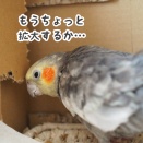 ニューのダンボール箱