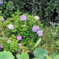 紫陽花が見頃！！
