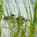 2026年7月11日の野鳥公園