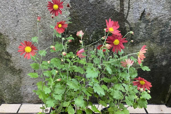 （321）根尾の菊花石赤菊、白菊2点セット 321）根尾の菊花石赤菊、白菊2点セット 321）根尾の菊花石赤菊