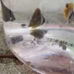 猫吉の海水魚日記