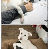 うちの犬のルカ。【１０８】