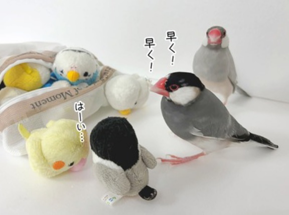 みなさん、網に入ってくださーい