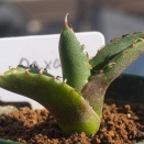 実生2年目アガベ12月