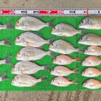 竹村貸舟店【高知県 浦ノ内湾～宇佐～須崎市横浪半島沖の船釣り】釣果情報 & ブログ