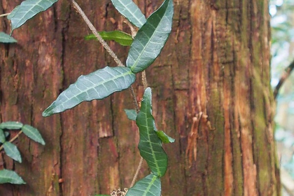 山の花 里の花に心癒されて つる植物 山の花 里の花に心癒されて つる植物